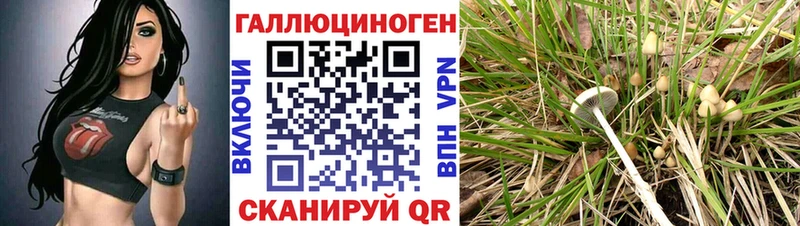 хочу   Покровск  Псилоцибиновые грибы Psilocybe 